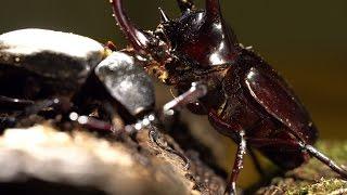 Chalcosoma atlas - Unsuccessful Mating 4K