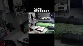不拆：沒爹的家沒什麼好留戀的（爺爺嗷嗷追）#哈士奇 #离家出走