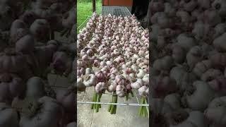 Чеснок после очистки сушим#Чеснок #Ферма #Чечня #farm #garlicfarm #garlic #farmlife #organicfarm