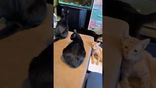 Four Rescue Cats Living Their Best Lives, Black Cats, Orange Cat, Kittens on Maui, Hawaii Resting