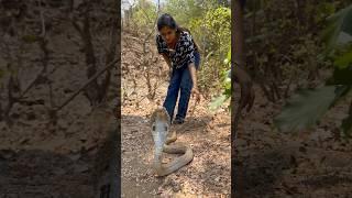 Aggressive cobra. #rescue #trending