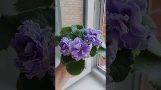 Фиалка ЛЕ Кристина #сенполия #фиалки #цветы #котики #africanviolet