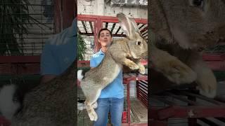 Amazing Animal Growth Journey! #animals #wildlife #animaltransformations