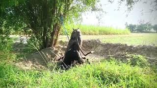 Dog mating