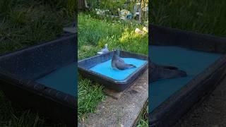 Pigeon bath tub, racing pigeon-Kabootar. @goldeneyeloft