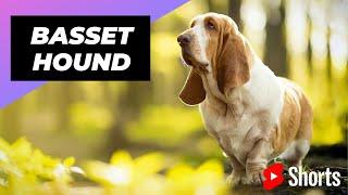 Basset Hound  One Of The Laziest Dog Breeds In The World #shorts