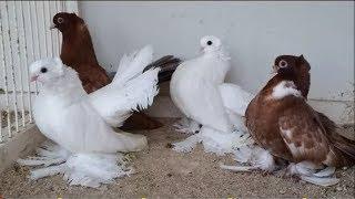 Beautiful Russian Volga Pigeons Lofts & Breeding Cages