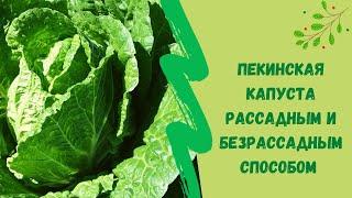 Пекинская капуста рассадным и безрассадным способом. В открытом грунте Юг Западной Сибири