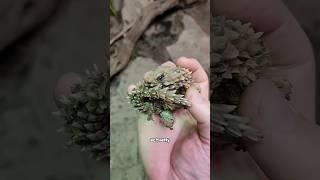 Dragon?#animal #cute
