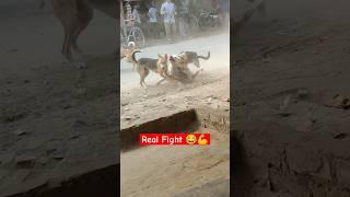 Real fight desi dog  in village #desi #dog #fighting