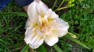 Daylily Schnickel Fritz (Шникель Фритц)