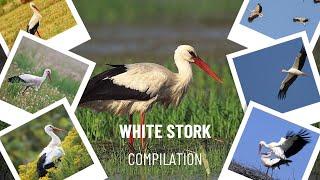 White stork (Ciconia ciconia) WILDLIFE COMPILATION