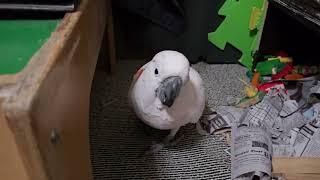 Quiet Cockatoo Nest Building