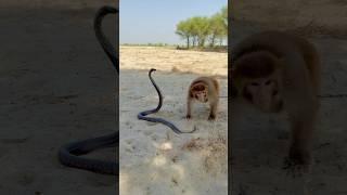 Monkey  and black cobra 
