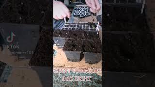 GIANT TOMATOES potting up. #GiantTomatoes #giantveg #gianttomatoes #gardening #growsomefood #garden