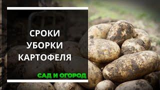 Определяем  сроки уборки картофеля