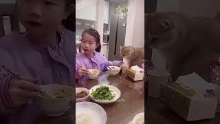 Cats being cats compilation 11 #cats #funny #funnycats #shorts
