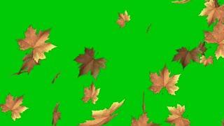 falling leaves Green screen effects