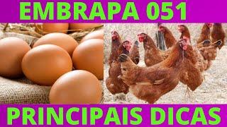 Principais DICAS para ter Sucesso na criação de Galinhas EMBRAPA 051