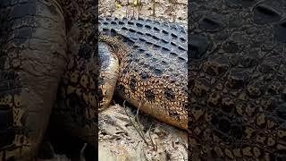 Crocodile  jaint ton #crocodile #shorts #viralvideo #trending