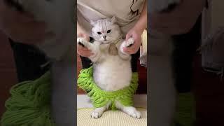 The face is stretched out and let the big belly cat slap the cat gesture dance The cat forced to