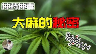 一半惡魔一半天使的植物？聯合國投票放鬆管制的真正目的是什麼？上癮的真正原因