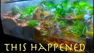 I made one vivarium for my two army ant colonies