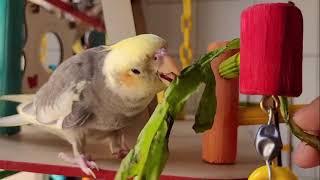 1 hour pied cockatiel singing, best sound cockatiel singing, sound of nature cockatiel singing