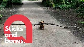 Tiny dachshund loves BIG STICKS | SWNS