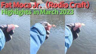 【AREA TROUT Fishing】Rodio Craft Lure（Highlights in March 2023）