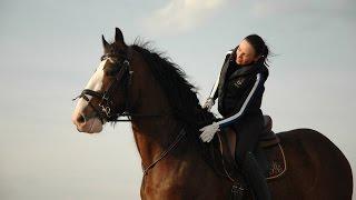 Shire Horse. Работа с лошадью частного владельца. Шайр Барни. Испанский шаг.