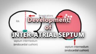 Interatrial septum development | Embryology made easy