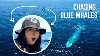 searching for the biggest animal to ever exist