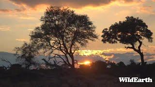 WildEarth - Sunrise Safari - 12 March 2022