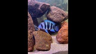 Frontosa Burundi 4-5" @ #ExoticaAquariumStore