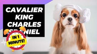 Cavalier King Charles Spaniel  The Best Family Pet? | 1 Minute Animals