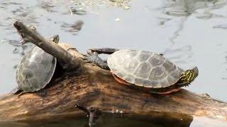 Happy Turtles