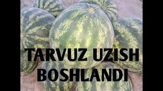 TARVUZ UZISH BOSHLANDI!!