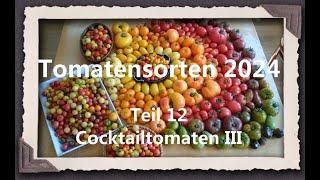 Tomatensorten 2024 Teil 12 - Cocktailtomaten III