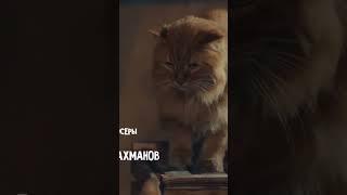 #кошки #котики #котята #новыесериалы #сериалы #новинки2023 #комедиидослез #