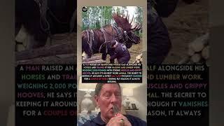A Man Raised An Abandoned Moose Calf Alongside His Horses and Trained It For Hauling and Lumber Work
