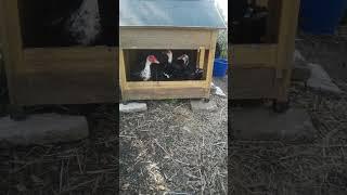Ducks in their new apartment #permaculture