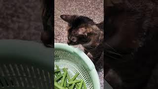 毛球與豆子Meow Chu and beans 🫛