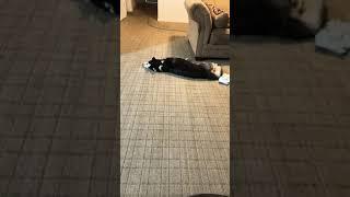 How fast your dog gets up when she hears the sound of plastic  #husky #dog