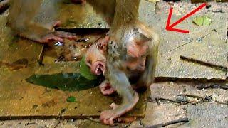 OMG! Cute Baby.. What Happened Baby..? Why Mom.. | Nice Clip Baby Monkey | TOP TV Monkeys