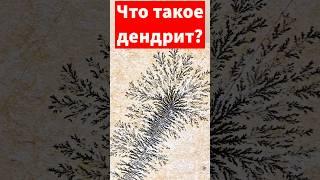 Что такое дендрит? #археология