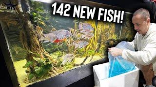 Unboxing 142 fish for the monster aquarium!! The king of DIY