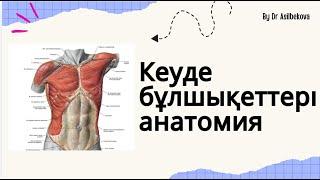 Кеуде бұлшықеттерінің анатомиясы ,беткей және терең кеуде бұлшықеттері