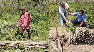 PRODUCTORES RECIBEN MATERIAL VEGETATIVO DE YUCA CENTA QUEZALTEPEQUE