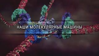 Наши молекулярные машины [Veritasium]